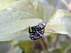 DSCN4053.jpg