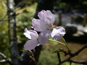 Cherry Blossom